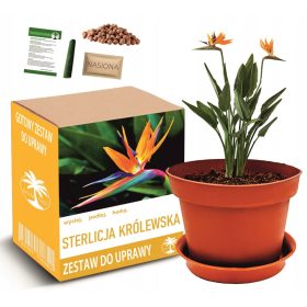  Set za vzgojo STERLICIJE KRALJEVSKE - RAJSKA PTICA