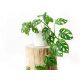 udovita Monstera Obrazec Opica Masko, z luknjami, visoka približno 18 cm