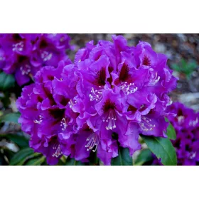   Vijolični rododendron RASPUTIN, odporen proti zmrzali, v posodi 0,5-1l 18-25 cm