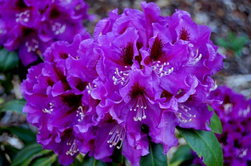 Vijolični rododendron RASPUTIN, odporen proti zmrzali, v posodi 0,5-1l 18-25 cm