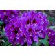 Vijolični rododendron RASPUTIN, odporen proti zmrzali, v posodi 0,5-1l 18-25 cm