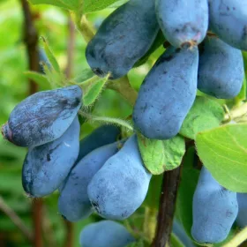   Blueberry and Blueberry Wojtek and Zojka Seedling in Pot 0.5-1L 15-20 cm