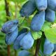 Blueberry and Blueberry Wojtek and Zojka Seedling in Pot 0.5-1L 15-20 cm