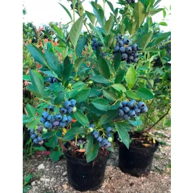 Sadika Ameriške borovnice Early Blue v posodi 1-2l 15-20 cm