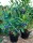 Sadika Ameriške borovnice Early Blue v posodi 1-2l 15-20 cm