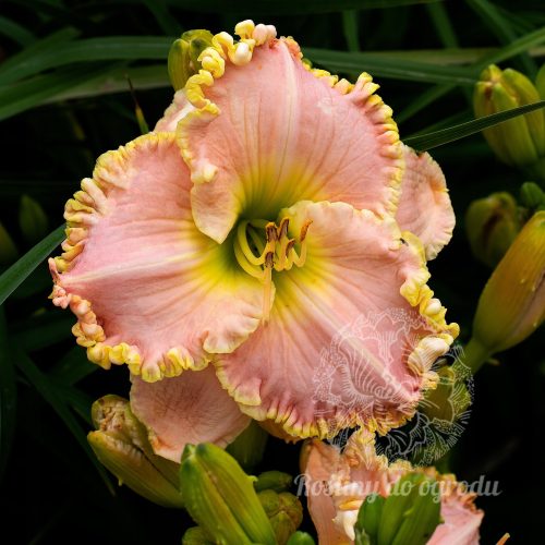 LILIJA hemerocallis KRALJICA DIANA