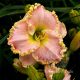 LILIJA hemerocallis KRALJICA DIANA