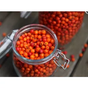 Sadika jedilnega jarja Edulis v loncu 2-3l 100-120 cm