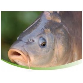 Granulirana hrana za krape De Heus 25 kg