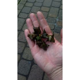 Posadite lebdečo sadiko z golo korenino