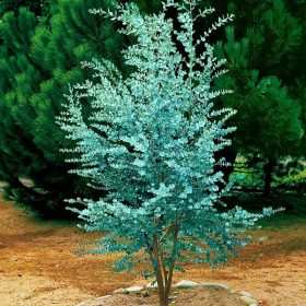 Modri evkaliptus Gunni za dekorativne vaze