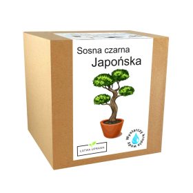 Bonsai set za gojenje japonskega črnega bora