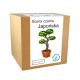 Bonsai set za gojenje japonskega črnega bora
