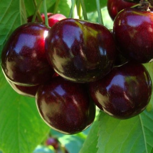 ešnje iz Ukrajine s korenino 140-150 cm