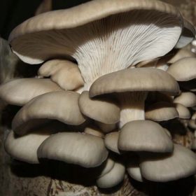  Micelij na zatičih Ostrigar Planto 20 kos.