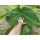 Semena Paulownia Shan Tong 100