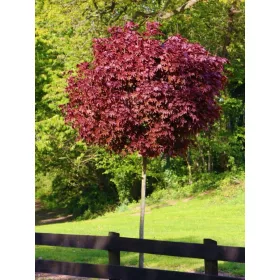 Crimson King Javor cepljen na deblo 160-180 cm v posodi C7