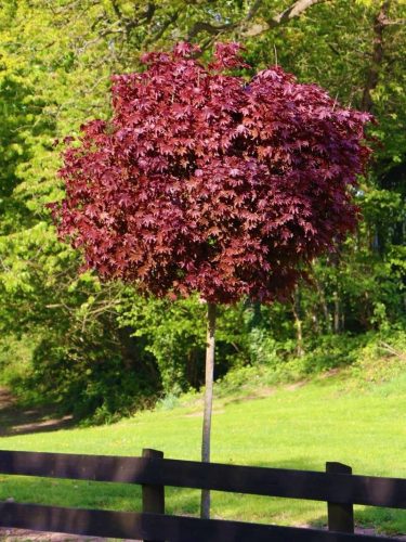 Crimson King Javor cepljen na deblo 160-180 cm v posodi C7