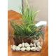 Mini rastlinjak 20 cm x 30 cm, plastika