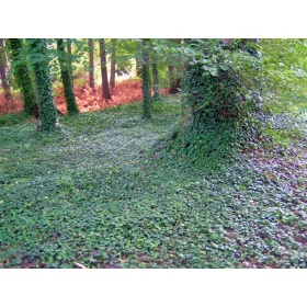 BLIŽNJICE BRŠLJAN - nepozebnik HEDERA - komplet 20 kosov