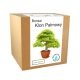 Zasad za gojenje Bonsai javorja Maple Palm Leaf