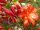 Azalea 'Feuerköpfchen' v lončku 0,5-1l 20-25 cm