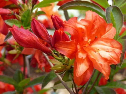 Azalea 'Feuerköpfchen' v lončku 0,5-1l 20-25 cm