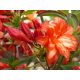 Azalea 'Feuerköpfchen' v lončku 0,5-1l 20-25 cm