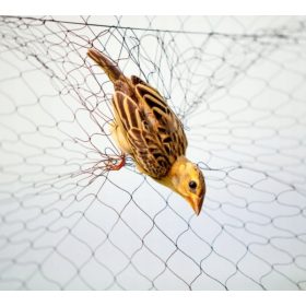 Agro Jumal mreža za zaščito pred pticami