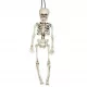 Slovenian Name: Viseči človeški skelet 40cm za Halloween dekoracijo

SEO-Optimized Description:
Viseči človeški skelet je odlična dekoracija za Halloween zabavo. Ta realističen skelet je dolg približn