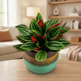    Peperomia Caperata Rosso CURLY D6cm Zimsko odporna embalaža