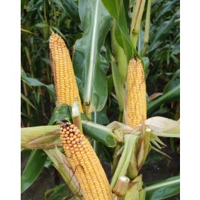 Kosmal FAO 260 koruzno seme za silažo z visokim pridelekom