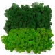  Reindeer Moss, MEŠANICA 2 PREMIUM BARV