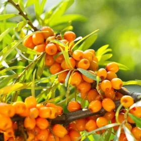 ZDRAVILNI ROKITNIK SAMOPYLNY FRIESDORFER ORANGE