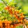 ZDRAVILNI ROKITNIK SAMOPYLNY FRIESDORFER ORANGE