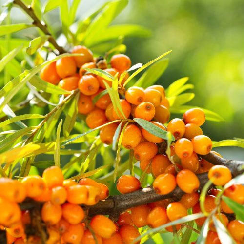 ZDRAVILNI ROKITNIK SAMOPYLNY FRIESDORFER ORANGE