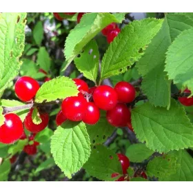 ešnjevka Harmonija - Sadika Prunus Tomentosa