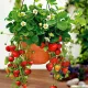 Sadika super jagode Ostara v posodi 0,5-1l 15-20 cm