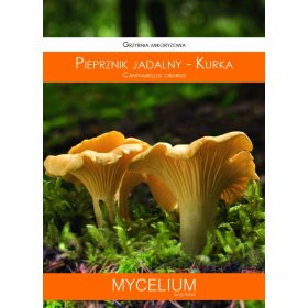  Micelij Chanterelle mycorrhiza