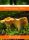  Micelij Chanterelle mycorrhiza