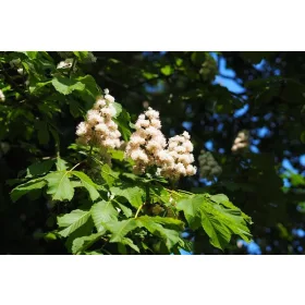 Divji kostanj 'Baumannii' z belimi cvetovi