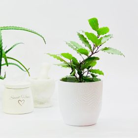 Lavrovec v loncu 0,5-1l