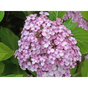   Vijolična hortenzija 'Ayesha' - Hydrangea macrophylla 'Ayesha'