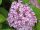 Vijolična hortenzija 'Ayesha' - Hydrangea macrophylla 'Ayesha'