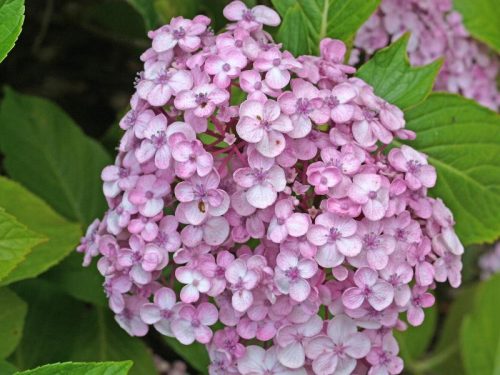Vijolična hortenzija 'Ayesha' - Hydrangea macrophylla 'Ayesha'