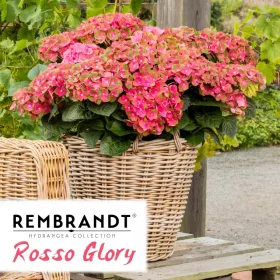 Hortenzija vrt Rembrandt "ROSSO GLORY"