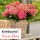 Hortenzija vrt Rembrandt "ROSSO GLORY"