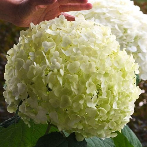 Hortenzija z močnimi cvetovi, sadika XL v posodi 5l, 20-50 cm