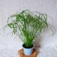 PAPIRUS CIBORA Cyperus Alternifolius don. 13 cm