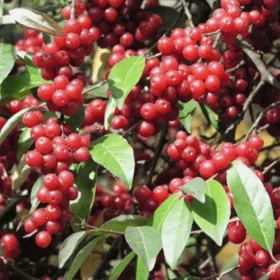 Olivno drevo Pointilla Amoroso